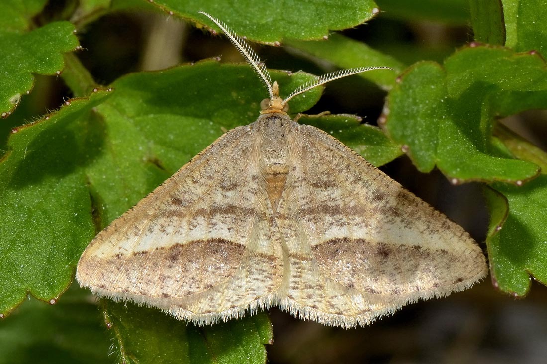 Geometridae? S, Isturgia arenacearia